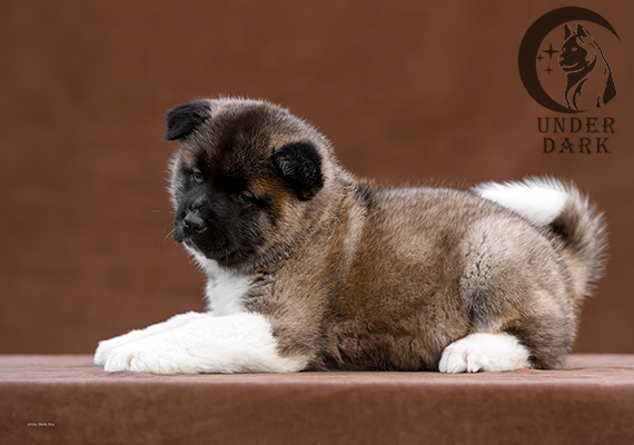 Щенки Американской акиты